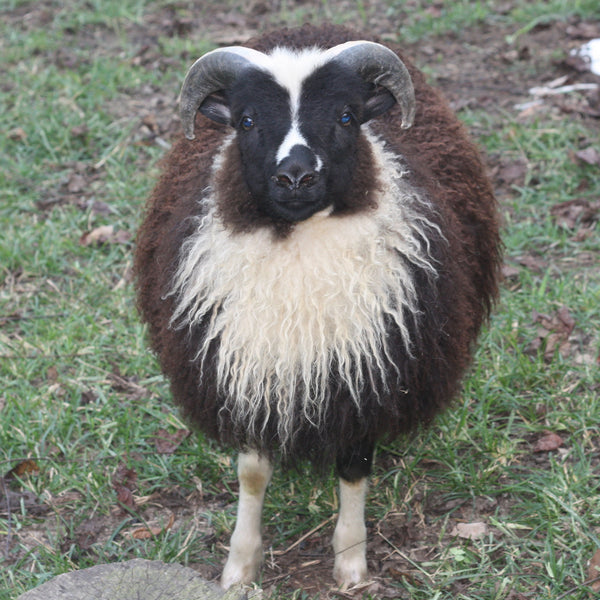 Dyed Icelandic Wool